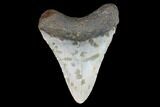 Fossil Megalodon Tooth - North Carolina #101263-2